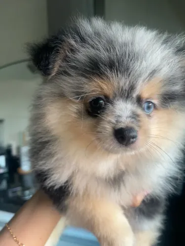 Linda e exclusiva Lulu da Pomerânea