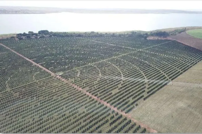 Fazenda de luxo à venda em Cardoso-SP, Zona Rural: 3 quartos, 1 suíte, 3 salas, 2 banheiro