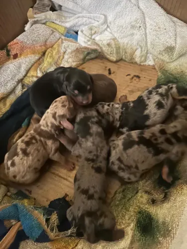 Filhotes de Dachshund
