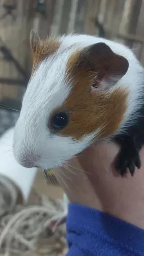 Porquinho da Índia Disponível - entrego