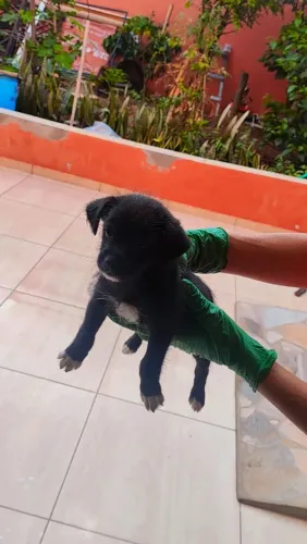 Doação filhote pinscher