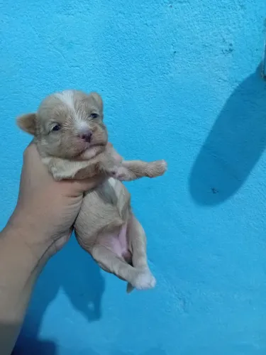 Cachorro