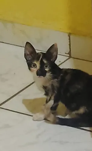 Doa-se gatinha 