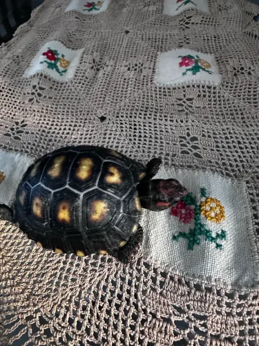 gaiola