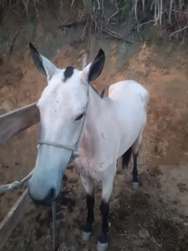 Cavalo