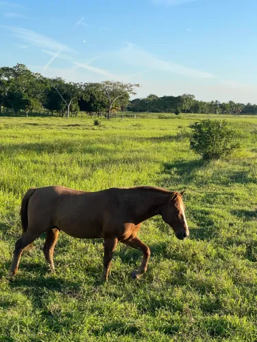 Cavalo mestiço