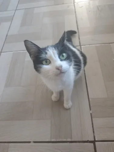 Gatinha grávida 