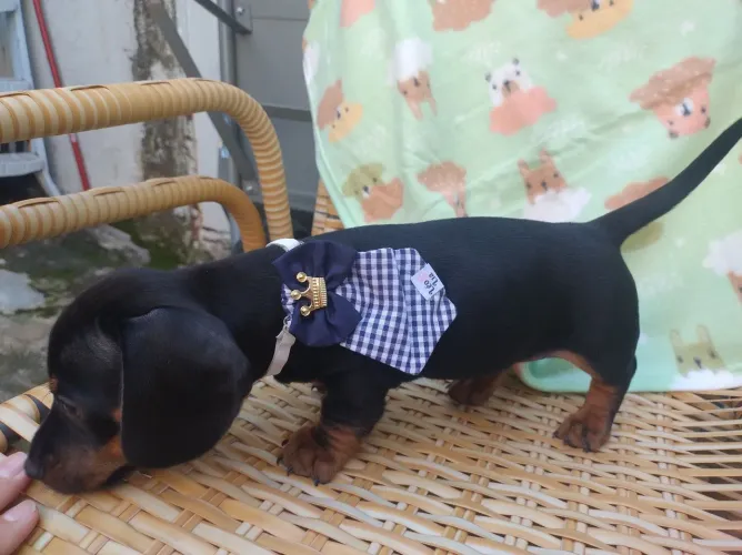 Filhotes Dachshund