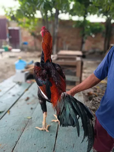 Galos Mura 