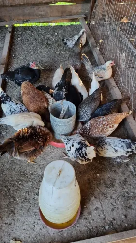 Garnizés pra venda!