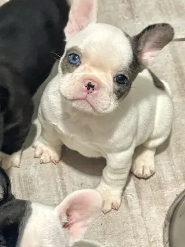 FILHOTE EXÓTICA DE BULLDOG FRANCÊS