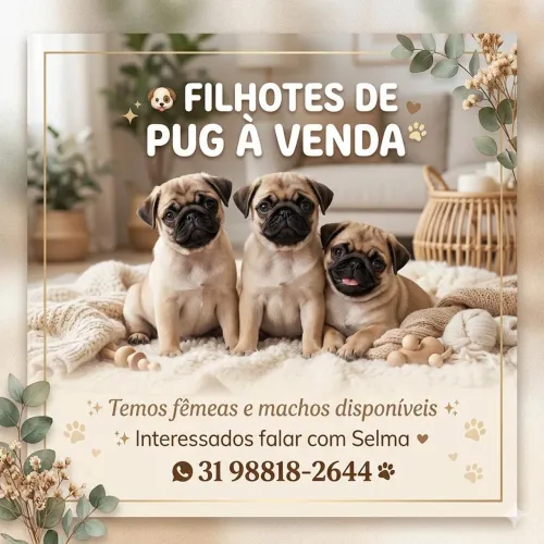 Filhotes de cachorro raça Pug 