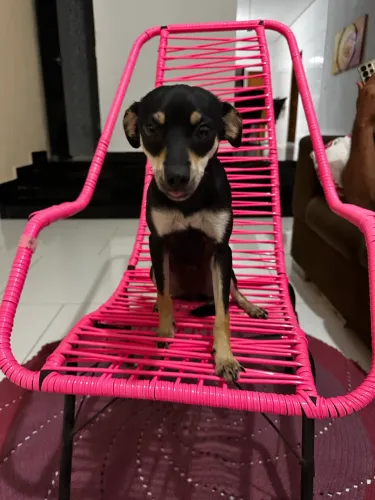 Doa-se cachorrinha fêmea