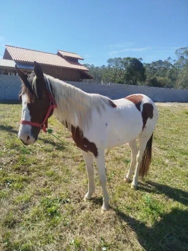 Cavalo
