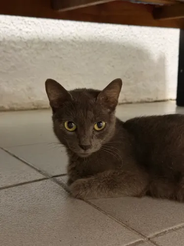 Gata fêmea para adoção 
