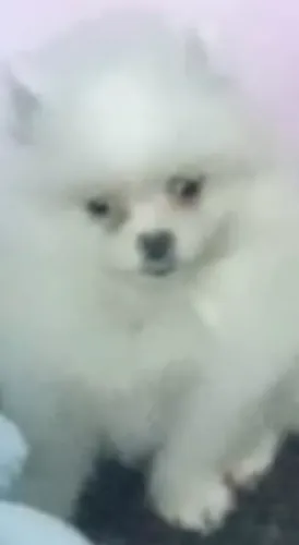 LULUs filhotes /spitz alemão