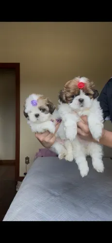 Shih tzu femea mini linhagem importada já vacinada 