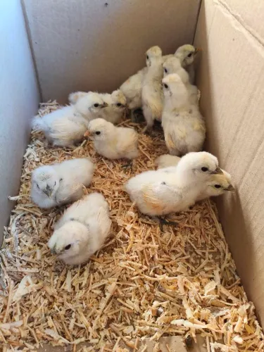 Pintinhos sedosa do Japão 
