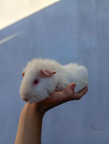 Porquinhos da índia us Teddy criatório malagutti