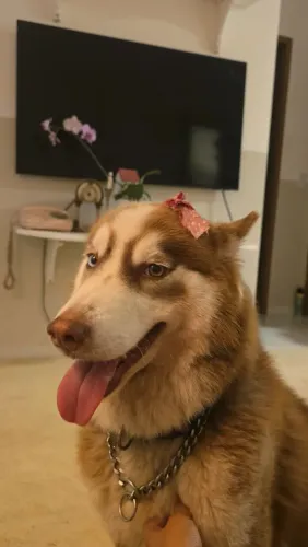 Husky fêmea marrom para cruzar