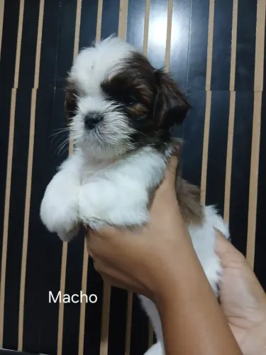 Cachorro