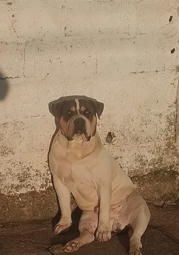Lindos filhotes de Pit monster com Fox hund americano