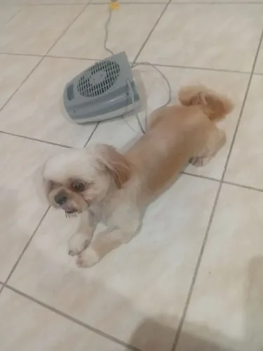 Filhote fêmea de Shih Tzu com 1 ano e 5 meses de idade
