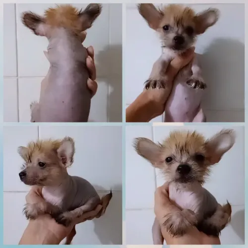 Cão de Crista Chinês True Hairless Fêmea porte pequeno
