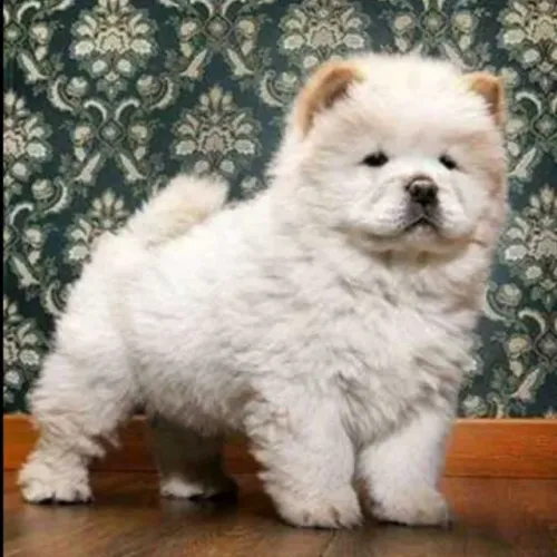 Chow Chow filhotes parrudos
