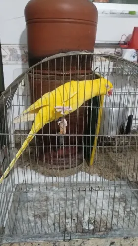 Vendo 