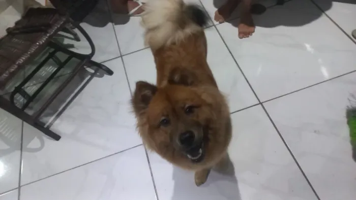 Show show doação pra quem gosta e ama animais procuro uma família para ela