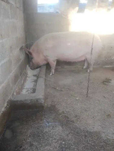 Porca mais de 100kg