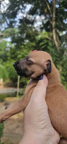 Galgo Italiano FÊMEA - Linda e Elegante