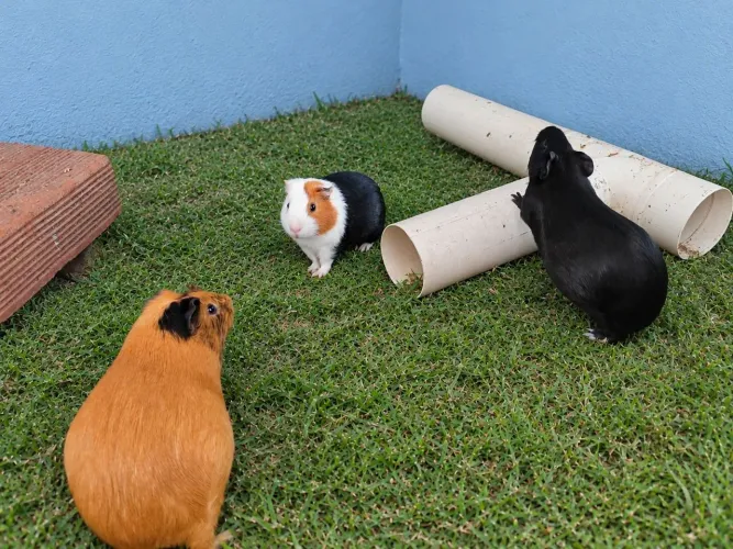 Porquinho da índia