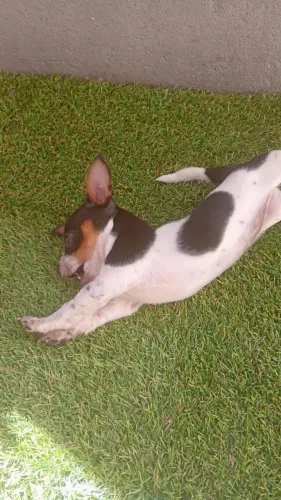 Pinscher filhote