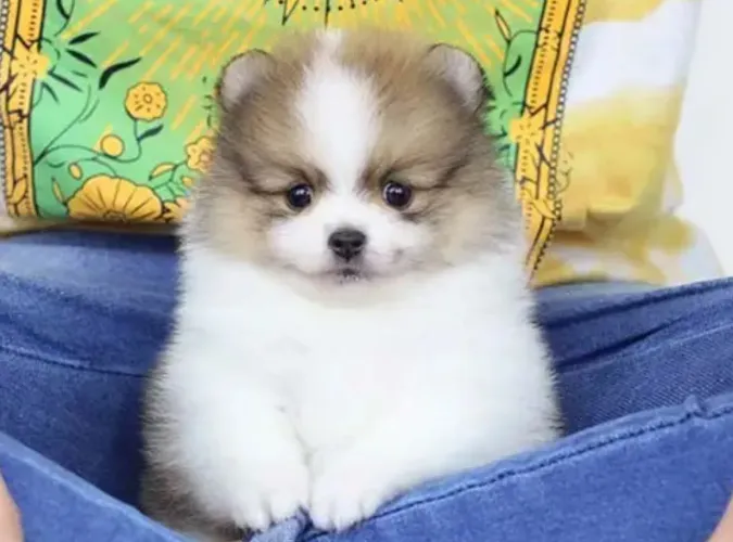 Filhote de Lulu da pomerania maravilhoso