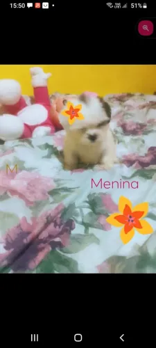 Pet animais de estimação