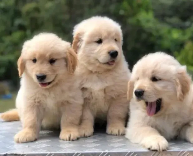 Filhotes de Golden Retriever | Patinhas prontas para muito carinho