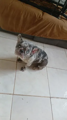 Buldogue frances