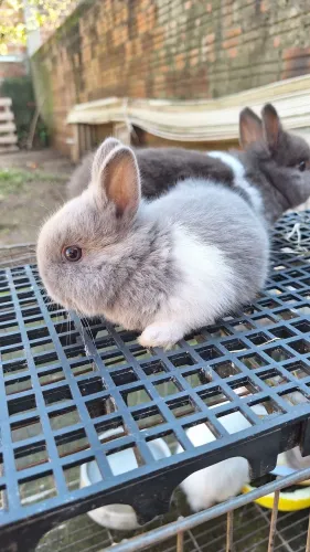 Mini coelhos