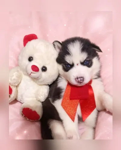 Resta 2 filhote fêmea Husky Siberiano Aceito proposta todas preto com branco  olhos azuis 