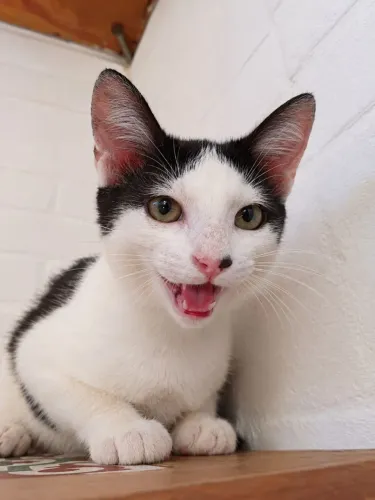 Gatinho bebê macho para adoção gato adotar branco e preto dócil vermifugado come ração