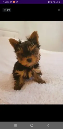 Yorkshire Terrier Micro|Filhotes amorosos