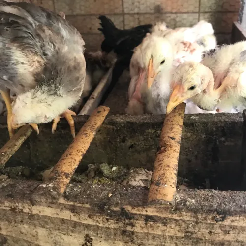 Pintinhos Caipira Mestiço Índio.