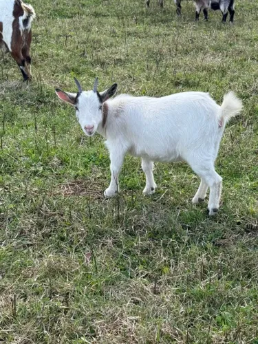 Mini cabra