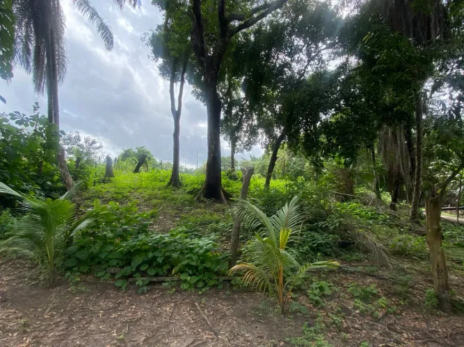 Terreno pra venda na alameda paulista dispenso curiosos.