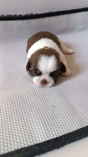 Filhotes de Shih Tzu Machos 