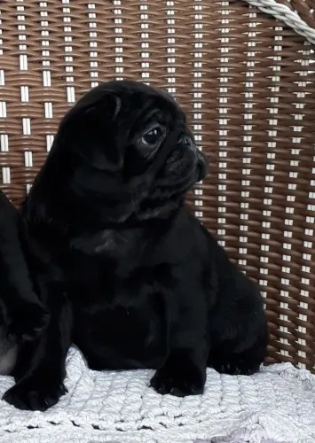 filhote de pug macho bleck 