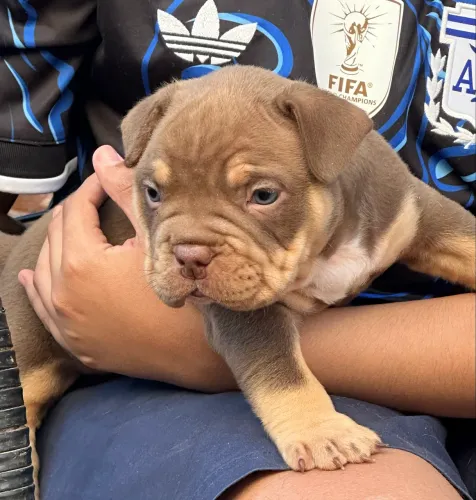 Vendo American bully micro