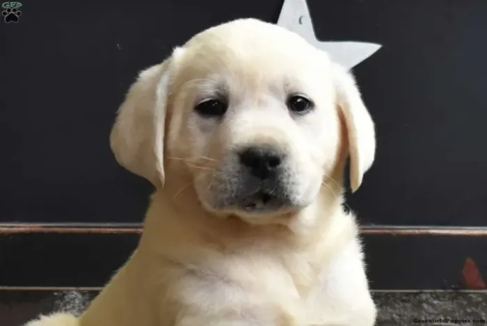 Labrador dócil - perfeito companheiro